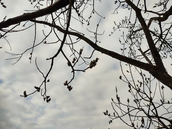 Ветви Дерева Черно Белыми — стоковое фото