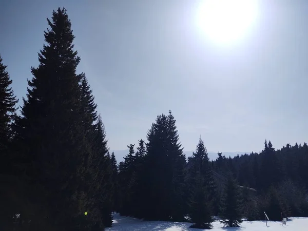 Paisaje Invernal Con Árboles Cubiertos Nieve —  Fotos de Stock