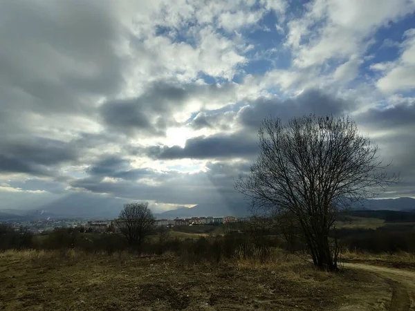 Letní Krajina Lesem Stromy — Stock fotografie