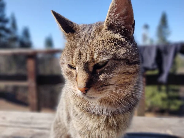 Şirin Kedi Bankta Yatıyor Yakın Çekim — Stok fotoğraf