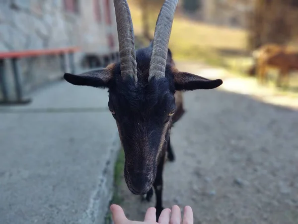 Close Shot Goat Farm — Stock Photo, Image
