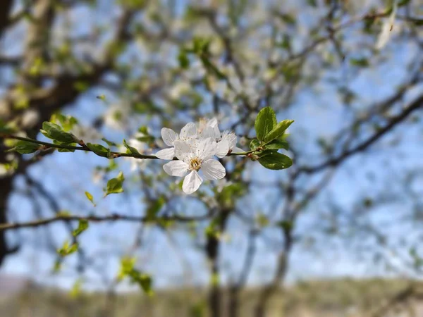 Árvore Florescente Flor Primavera Fechar Tiro — Fotografia de Stock