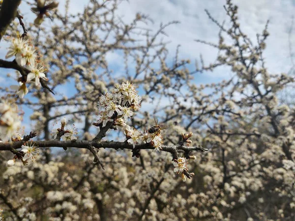 Lkbaharda Çiçek Açan Ağaç Yakın Çekim — Stok fotoğraf