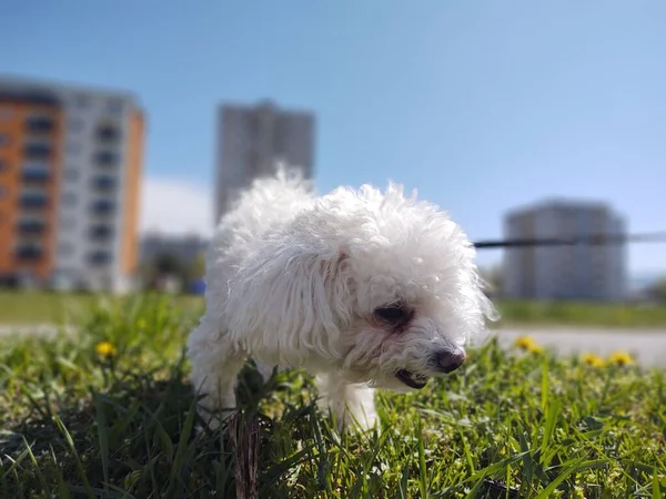 Lindo Perro Blanco Aire Libre Parque — Foto de Stock