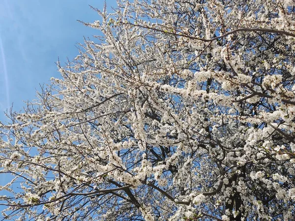 Blommande Träd Blom Våren Närbild Skott — Stockfoto