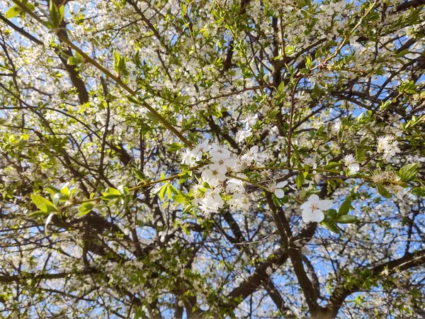 Blossoming Tree Bloom Spring Close Shot — Stock Photo, Image