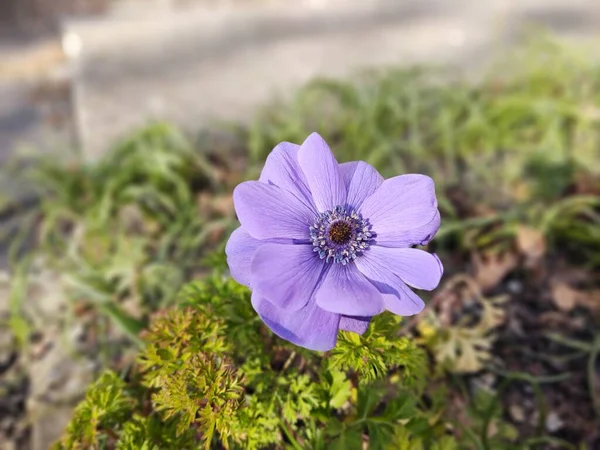 Όμορφα Λουλούδια Στον Κήπο Κοντινό Πλάνο — Φωτογραφία Αρχείου