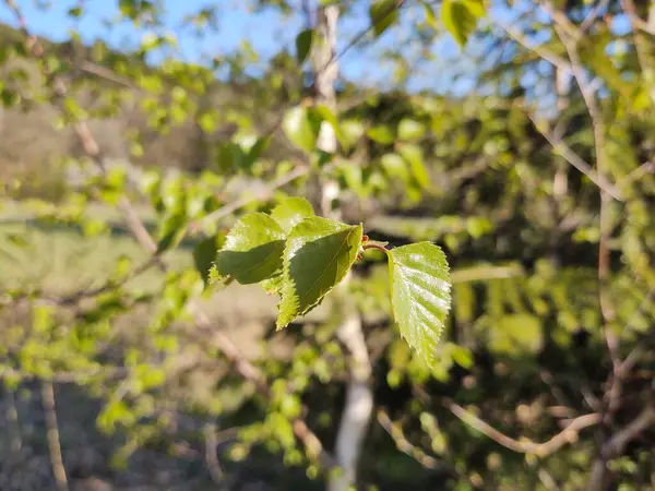 Sommerlandschaft Mit Wald Und Bäumen — Stockfoto