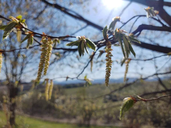 Blossoming Tree Bloom Spring Close Shot — Stock Photo, Image