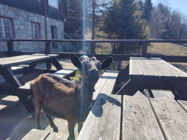 Gros Plan Chèvre Dans Ferme — Photo