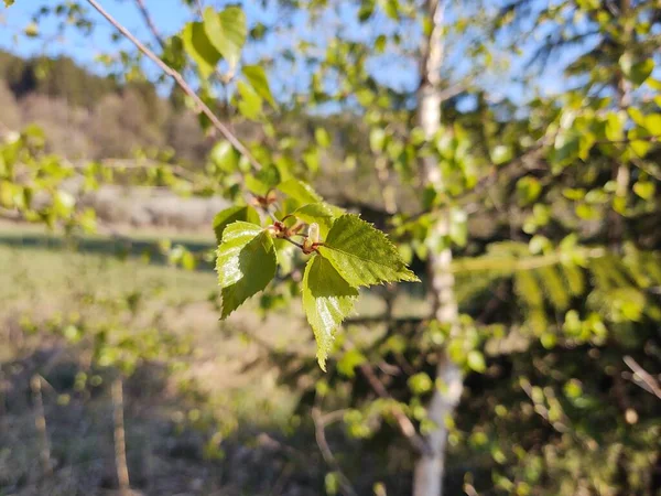 Paisagem Verão Com Floresta Árvores — Fotografia de Stock