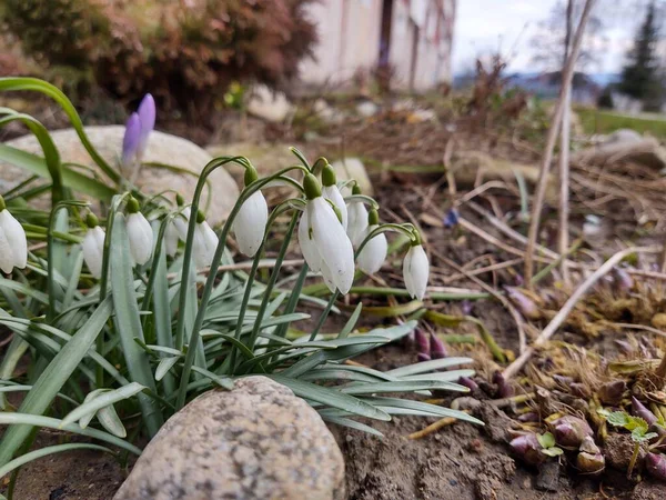 Piękne Kwiaty Ogrodzie Zbliżenie Strzał — Zdjęcie stockowe