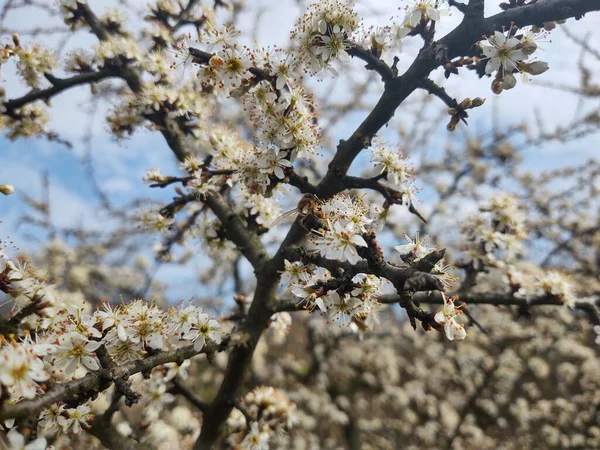 Árvore Florescente Flor Primavera Fechar Tiro — Fotografia de Stock