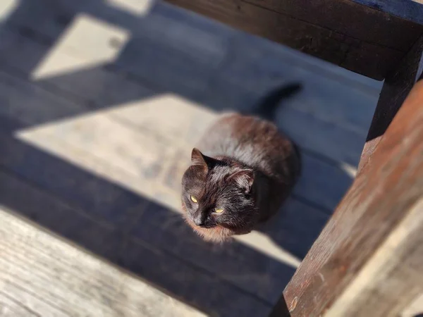 Carino Gatto Sdraiato Panchina Close Colpo — Foto Stock