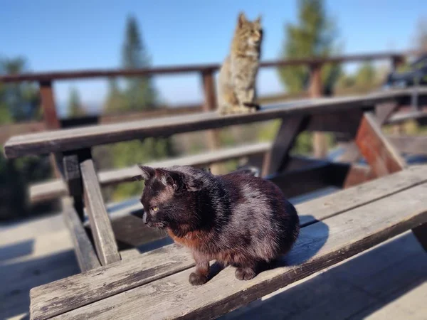 Schattig Kat Liggend Bank Close Schot — Stockfoto