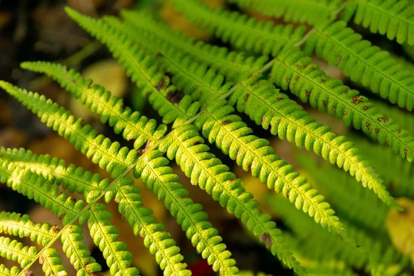 Hojas Verdes Jardín Cerca Disparo —  Fotos de Stock