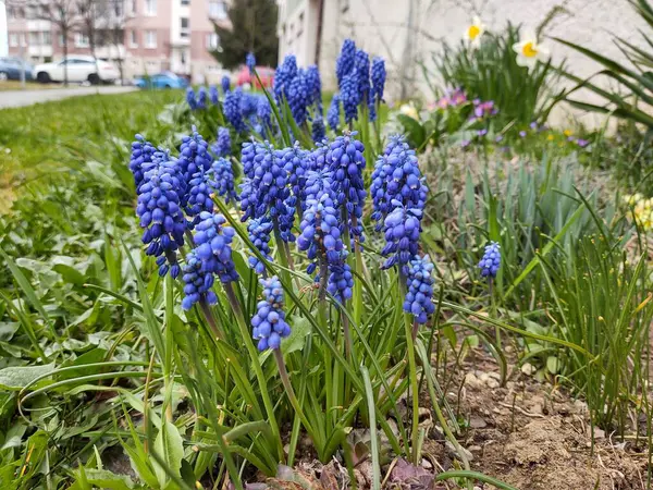 Vackra Blommor Trädgården Närbild Skott — Stockfoto