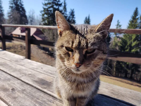 かわいい猫がベンチに横になって — ストック写真