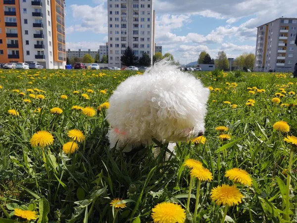 Słodkie Biały Pies Zewnątrz Parku — Zdjęcie stockowe