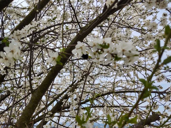 开花的树在春天开花 近距离拍摄 — 图库照片