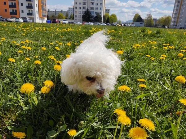 Mignon Chien Blanc Plein Air Dans Parc — Photo