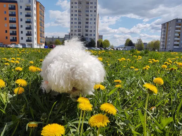 Aranyos Fehér Kutya Szabadban Parkban — Stock Fotó