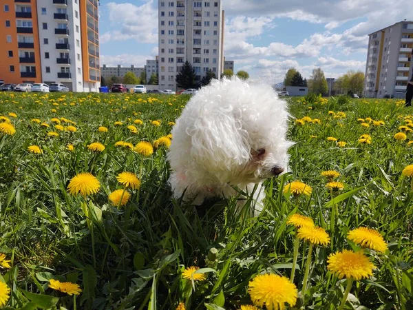 Aranyos Fehér Kutya Szabadban Parkban — Stock Fotó