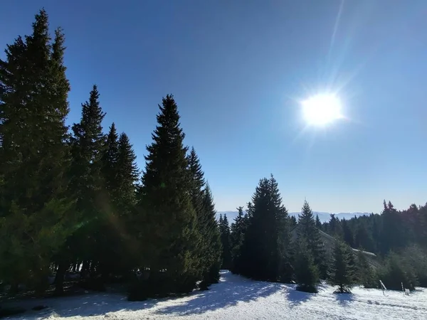 Зимовий Пейзаж Засніженими Деревами — стокове фото