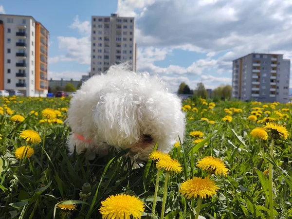 Милая Белая Собака Открытым Небом Парке — стоковое фото