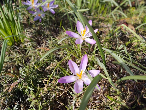 Schöne Blumen Garten Nahaufnahme — Stockfoto