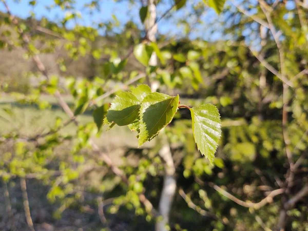 Sommerlandschaft Mit Wald Und Bäumen — Stockfoto