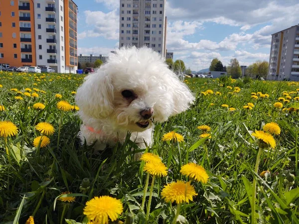 Bonito Cão Branco Livre Parque — Fotografia de Stock