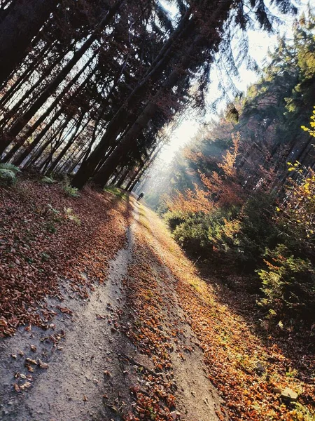 在一个阳光明媚的秋天里 夏天的风景 森林和骑自行车的人与山同行 — 图库照片
