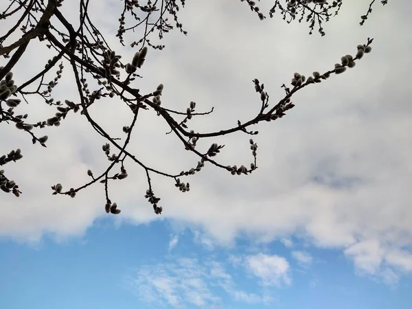 Grenar Träd Våren — Stockfoto