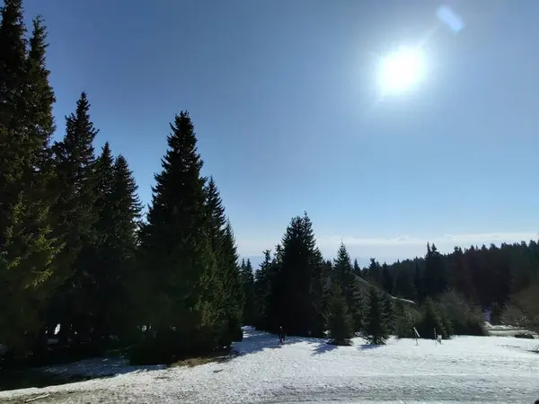 Зимовий Пейзаж Засніженими Деревами — стокове фото