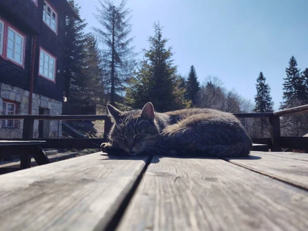 Lindo Gato Acostado Banco Cerca Disparo —  Fotos de Stock