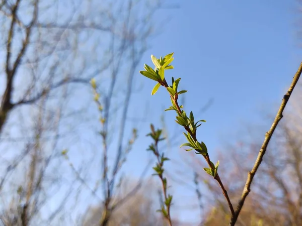 Árbol Floreciente Flor Primavera Primer Plano — Foto de Stock