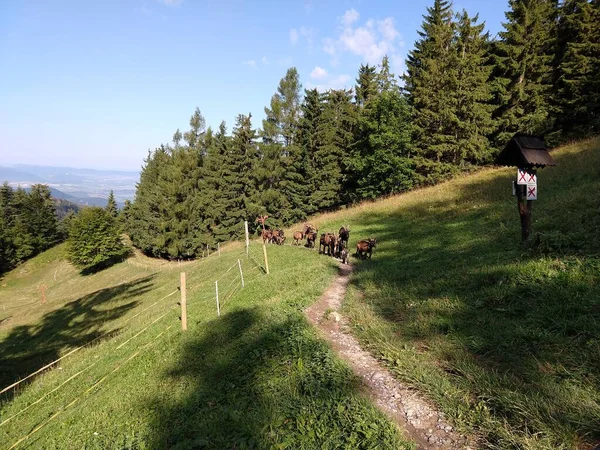 Κατσίκες Στον Πράσινο Λόφο Σλοβακία — Φωτογραφία Αρχείου