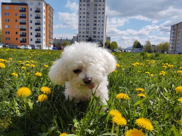 Roztomilý Bílý Pes Venku Parku — Stock fotografie