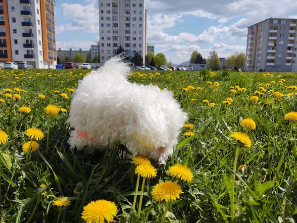 Bonito Cão Branco Livre Parque — Fotografia de Stock