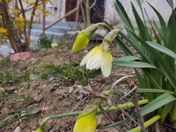 Blommor Fält Närbild Skott — Stockfoto