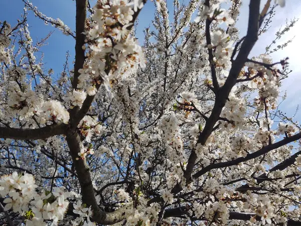 Árvore Florescente Flor Primavera Fechar Tiro — Fotografia de Stock