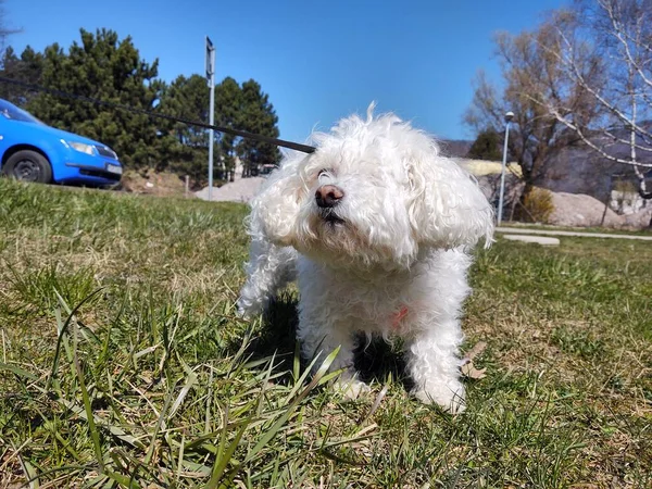 Carino Cane Bianco All Aperto Nel Parco — Foto Stock