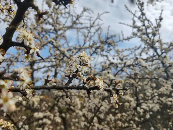 Lkbaharda Çiçek Açan Ağaç Yakın Çekim — Stok fotoğraf