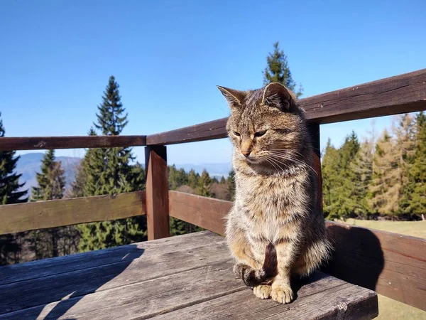 Şirin Kedi Bankta Yatıyor Yakın Çekim — Stok fotoğraf