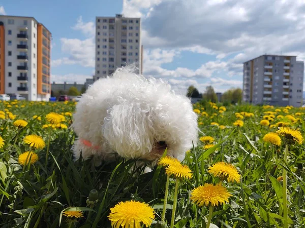 Χαριτωμένο Λευκό Σκυλί Εξωτερική Στο Πάρκο — Φωτογραφία Αρχείου
