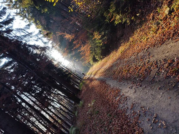 Sommerlandschaft Mit Wald Und Radfahren Auf Der Straße Mit Den — Stockfoto