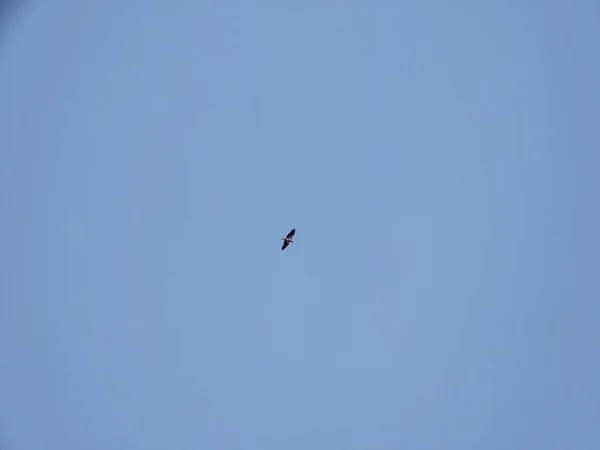 bird flying in the sky on background