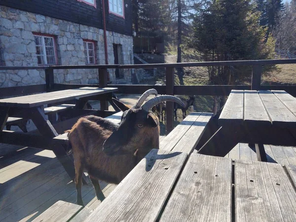 Close Shot Goat Farm — Stock Photo, Image