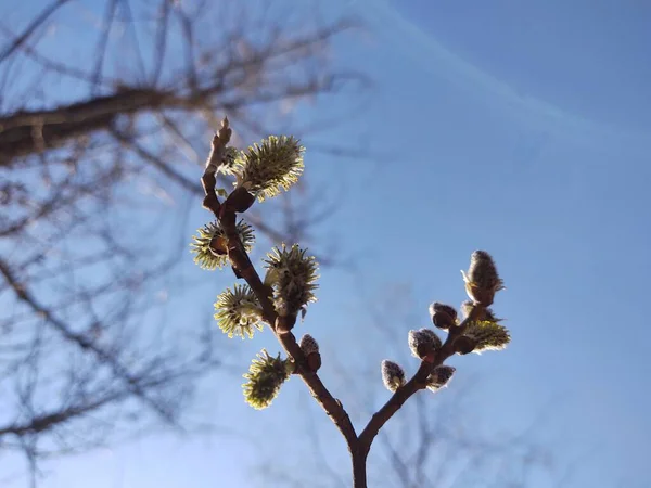 Blühender Baum Frühling Nahaufnahme — Stockfoto